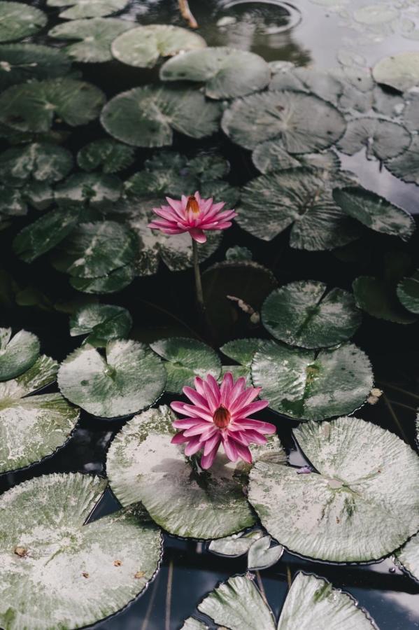 Monet Garden Coffee Farm Appartement Chinan Buitenkant foto